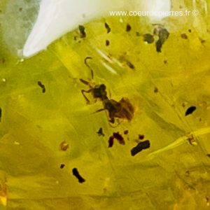 Ambre avec inclusions d’insectes de République Dominicaine “rare”(réf ard2)