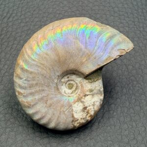 Ammonite