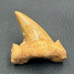 Dent de Requin fossile