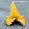 Dent de requin fossile “otodus obliquus” du Maroc (réf dro8) – Image 2