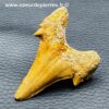 Dent de requin fossile “otodus obliquus” du Maroc (réf dro8) – Image 3