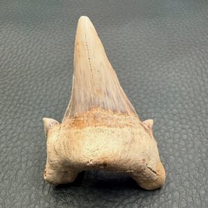 Dent de Requin Fossile