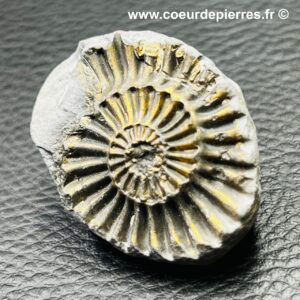 ammonite-pyriyeuse