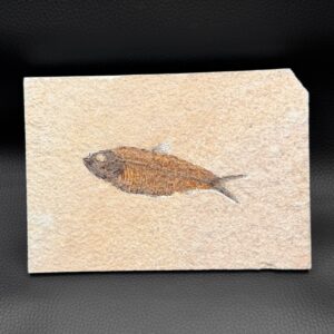 Poisson Fossile