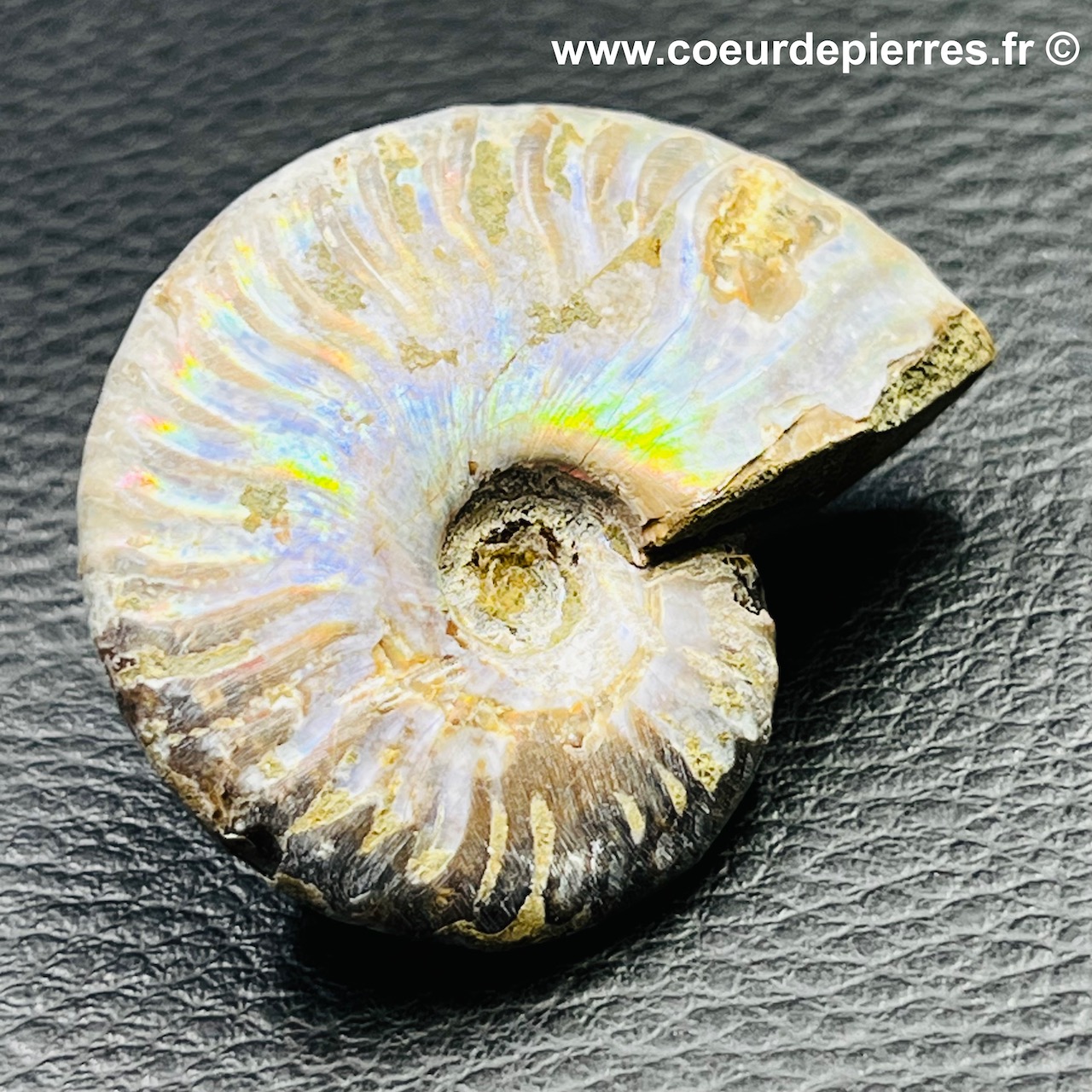 Ammonite iridescente de Madagascar (réf am3)