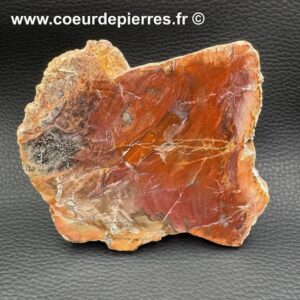Bois Fossilisé