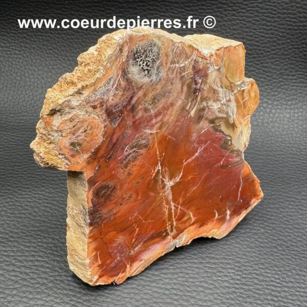 Tranche de bois fossilisé de Madagascar (réf tbf4) – Image 3