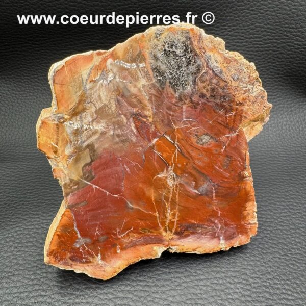 Tranche de bois fossilisé de Madagascar (réf tbf4) – Image 2