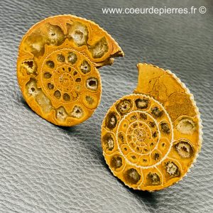 Ammonite sciée de Madagascar (réf as5)
