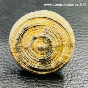 Corail fossile “cyclolites” du Maroc (réf cyl11)