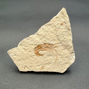 Crevette Fossile
