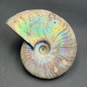 Ammonite iridescente