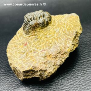 Trilobite “Phacops” du Maroc (réf tr15)