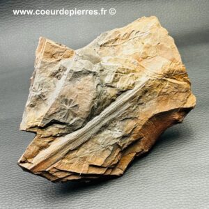 Fossile carbonifère “fougères arborescentes” Nord-Pas-de-Calais (réf fc10)