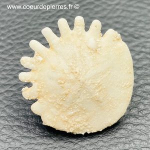 Oursin Heliophora orbiculus du Maroc (réf ou1)