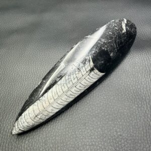 Orthoceras