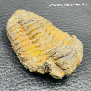 Trilobite commun du Maroc (réf tr2)