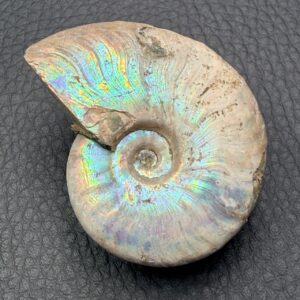 Ammonite Nacrée