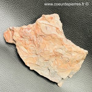 Fossile de fougères arborescente des mines de Carvin (Nord Pas-de-Calais) (réf fc2)