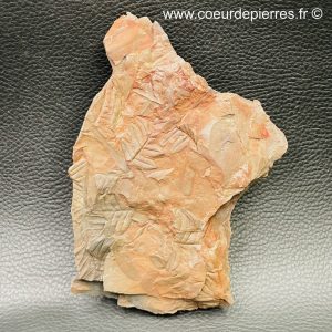 Fossile de fougères arborescente des mines de Carvin (Nord Pas-de-Calais) (réf fc2)