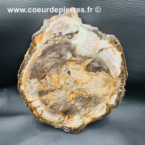 Tranche de bois fossile de Madagascar (réf sbf4) – Image 2