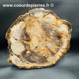 Bois Fossile