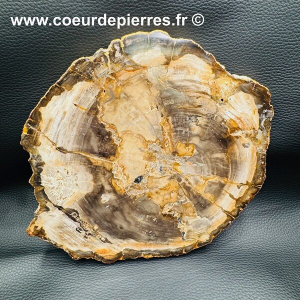 Bois Fossile