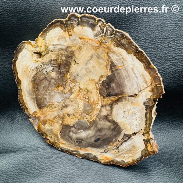 Tranche de bois fossile de Madagascar (réf sbf4) – Image 3