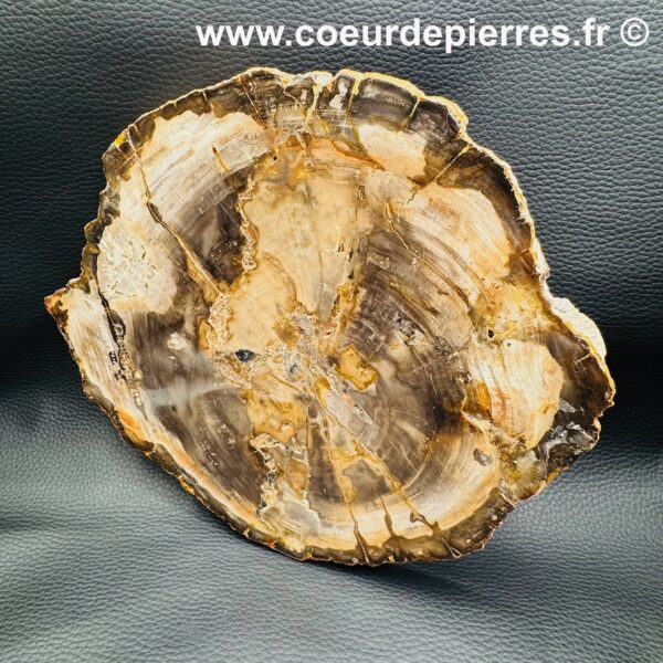 Tranche de bois fossile de Madagascar (réf sbf4) – Image 4