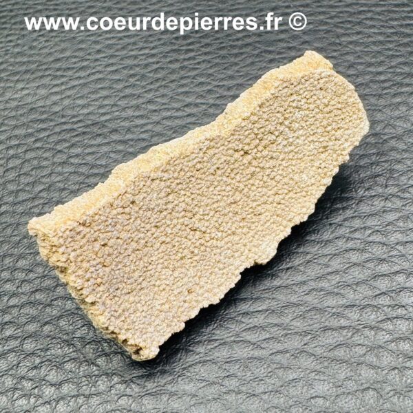 Coquille d'Oeuf de Dinosaure de Saltasaurus (réf cod1) – Image 2
