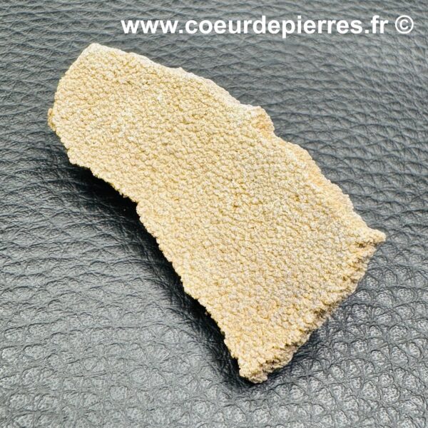 Coquille d'Oeuf de Dinosaure de Saltasaurus (réf cod1) – Image 4