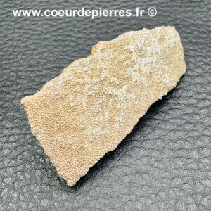 Coquille d'Oeuf de Dinosaure