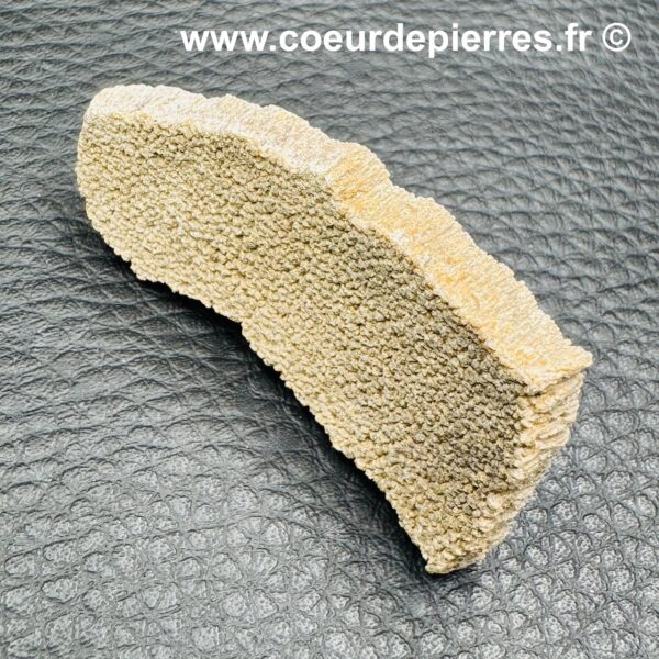 Coquille d'Oeuf de Dinosaure de Saltasaurus (réf cod1) – Image 3