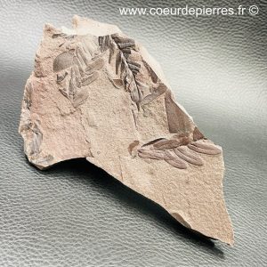 Fossile de fougères carbonifère des mines de Carvin (Nord Pas-de-Calais) (réf fc15)