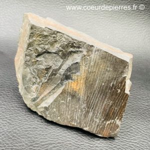 Fossile de traces de feuilles de fougères des mines d’Avion “Nord-Pas-de-Calais” (réf fc7)