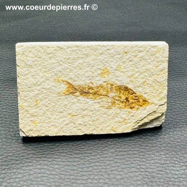 Poisson fossile