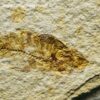 Poisson Fossile Knightia "Green River" (réf pf7) – Image 2
