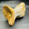 Ossement Fossile de Spinosaure