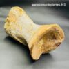 Ossement Fossile de Spinosaure du Maroc (réf vts3) – Image 2