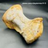Ossement Fossile de Spinosaure du Maroc (réf vts3) – Image 4