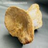 Ossement Fossile de Spinosaure du Maroc (réf vts3) – Image 5
