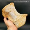 Ossement Fossile de Spinosaure du Maroc (réf vts3) – Image 7