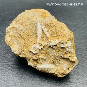 Vertèbres et ossements de mosasaure du Maroc (réf vt6)