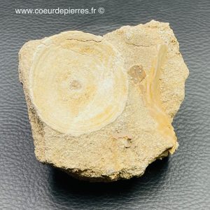 Vertèbre de requin d’otodus obliquus fossilisé du Maroc (réf vt7)