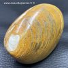 Mollusque bivalve fossile de Madagascar (ref pm2) – Image 2