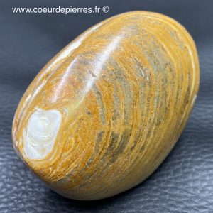 Mollusque bivalve fossile de Madagascar (ref pm2)