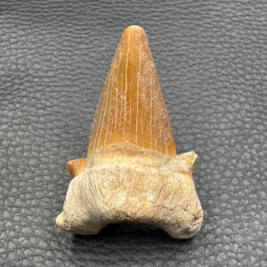 Dent de Requin
