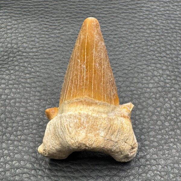 Dent de Requin