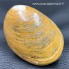 mollusque bivalve fossile