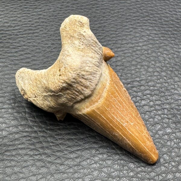 Dent de requin “otodus obliquus” du Maroc (réf dro4) – Image 2